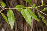 Climbing aster